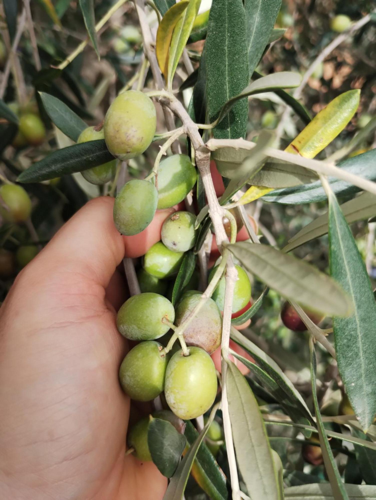 Il Punto Verde SantʼAntonio Eksteriør bilde