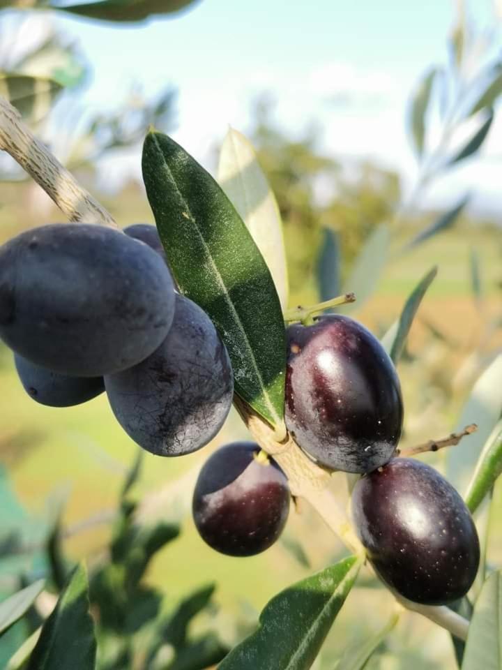 Il Punto Verde SantʼAntonio Eksteriør bilde